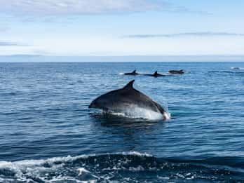 Basque Country : Whale and Dolphin Watching Boat Tours