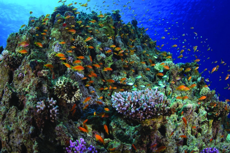 Discover Scuba Diving and Private Beach Access