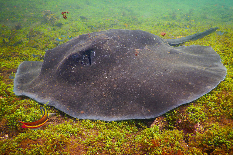 Galapagos: Luxury and Nature Premium 4D/3N Tour