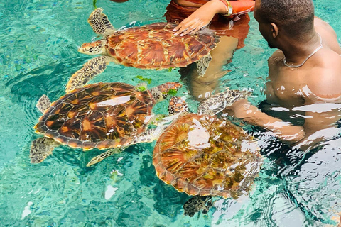 Zanzibar: Zwemmen met de schildpadden in het Natural Aquarium