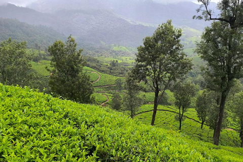 Cochin - Munnar Day Trip with Waterfalls and Tea Museum