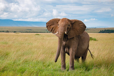 4-Day Masai Mara & Lake Nakuru Safari