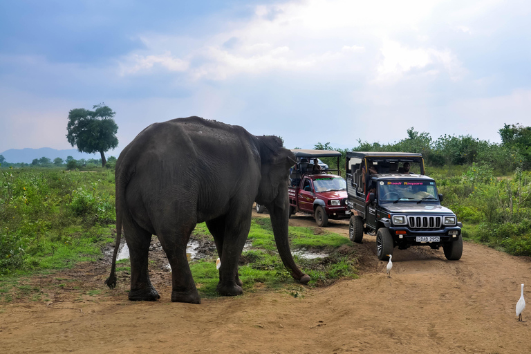 Safari nel Parco Nazionale di Udawalawe da Kalutara