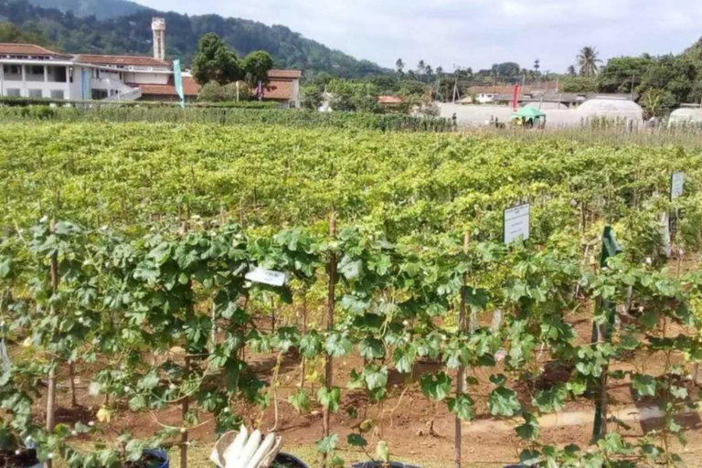Kandy Top City Sights & Agro Tech Park Visit 4-Hours Tour Kandy Top City Sights visit -01