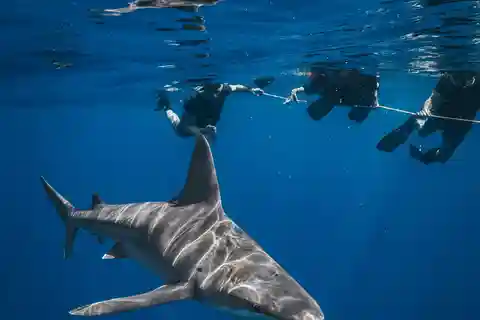 West Palm Beach: Shark Snorkel Adventure with Gung Ho Divers