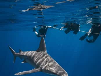 West Palm Beach: Avventura di snorkeling con gli squali con Gung Ho Divers