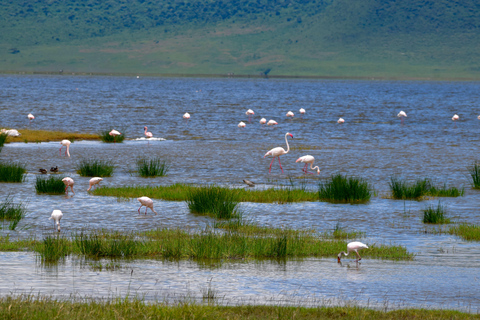 Arusha: Ngorongoro Crater Full-Day Safari Ngorongoro Crater: Full Day Safari