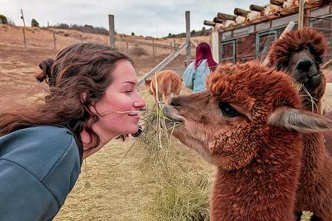 Smooth Alpaca Experience: Meet Alpacas Near Red Rocks