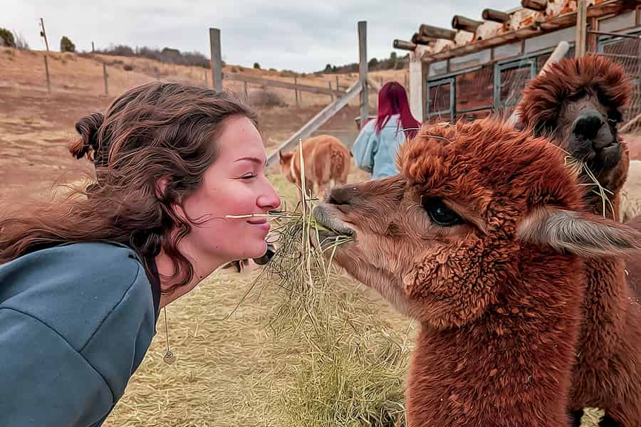 Smooth Alpaca Experience: Lerne Alpakas in der Nähe von Red Rocks kennen. Foto: GetYourGuide Smooth Alpaca Experience: Lerne Alpakas in der Nähe von Red Rocks kennen. Foto: GetYourGuide