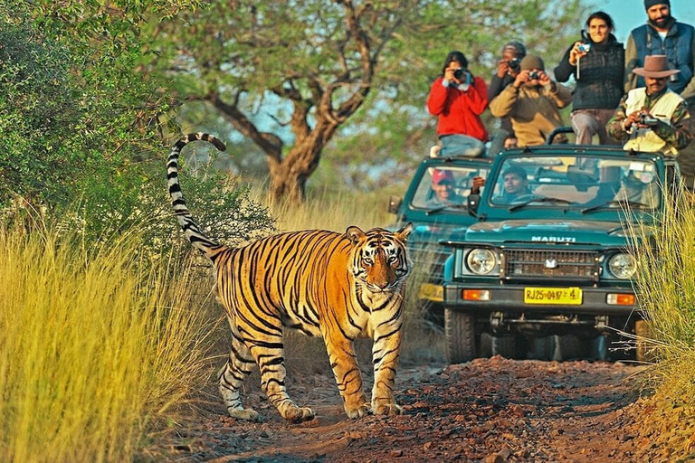 Jaipur: Safari no Parque Nacional de Ranthambore com serviço de busca no hotel