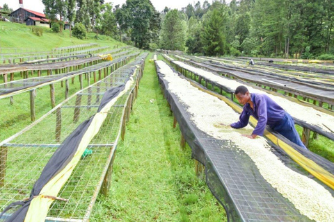 Coffee Farm Tour (Fairview)