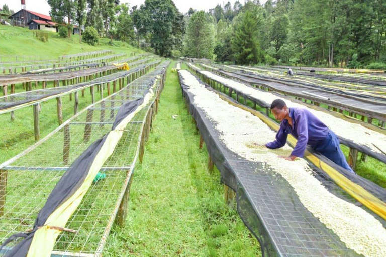 Coffee Farm Tour (Fairview)