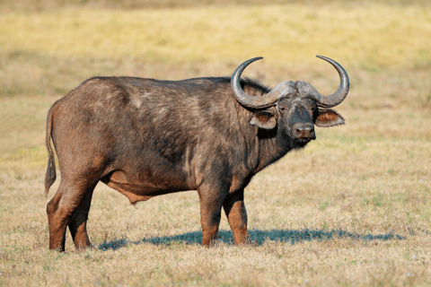 Elephant &amp; Birdwatching Safari in Minneriya with Binoculars