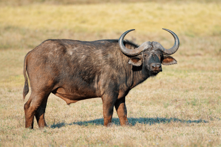 Elephant &amp; Birdwatching Safari in Minneriya with Binoculars