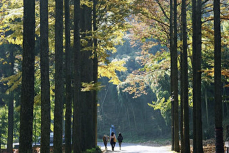 Shanghai: Moganshan Bamboo Hike with 1920s Villas private tour option