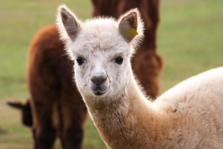 From Baku: Shamakhi, Lahij, Lavender Gardens & Alpaca Farm Lahij Lavender Garden Alpaca Farm (without tickets ) Private