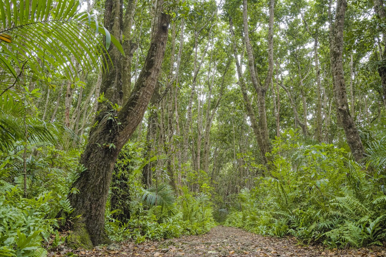 Zanzíbar: Visita guiada al Parque Nacional del Bosque de Jozani