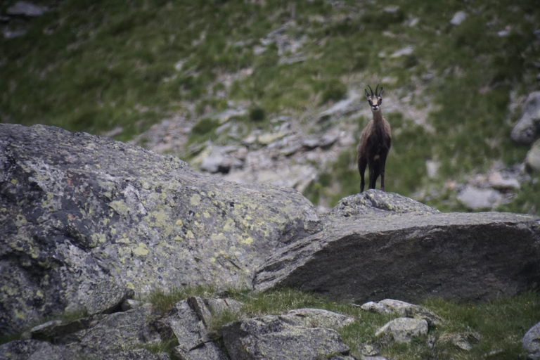 Closer to Swiss nature. Private nature safaris