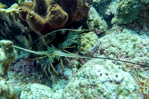 plonger sur l'ile catalina depuis punta cana