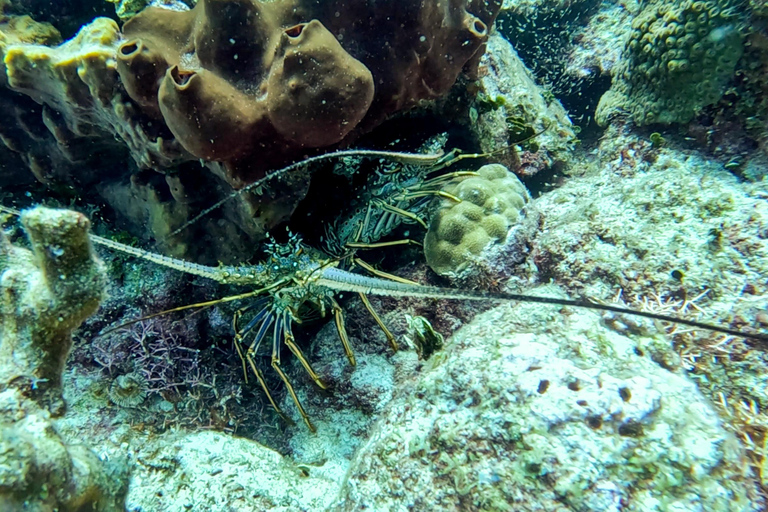 diving catalina island from punta cana