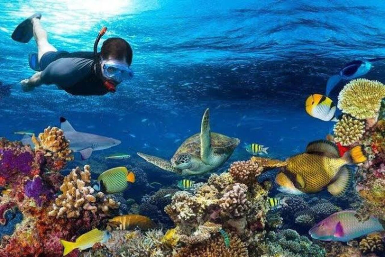 Zanzibar: Mnemba Dolphin, Jozani Forest & Turtle Sanctuary Private Tour without Hotel transfer