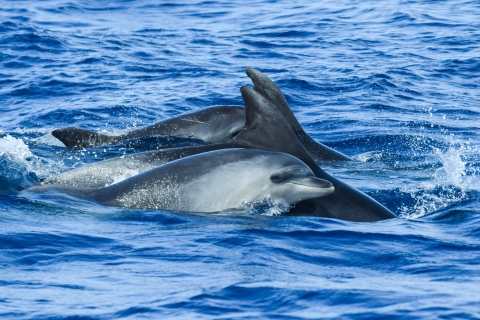 Z Ponta Delgada: rejs z obserwacją wielorybów i delfinówObserwowanie wielorybów i delfinów na łodzi Zodiac