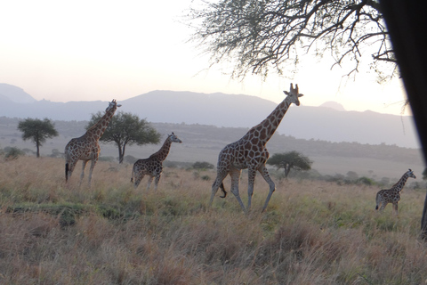 Uganda: 18 Tage Traumurlaub von Ruanda aus