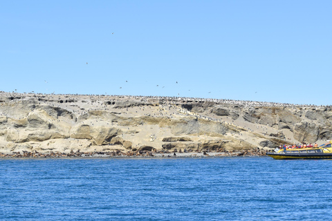 Punta Arenas: Walk with Penguins on Magdalena & Marta Island Tour from Punta Arenas
