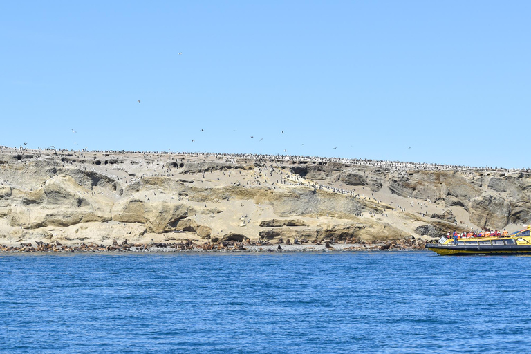 Punta Arenas: Walk with Penguins on Magdalena & Marta Island Tour from Punta Arenas