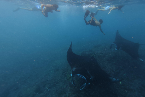 Nusa Penida: Manta Ray Snorkeling & Turtle Sanctuary
