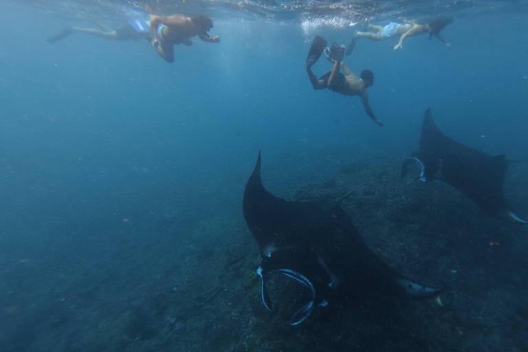 Nusa Penida: Manta Ray Snorkeling & Turtle Sanctuary
