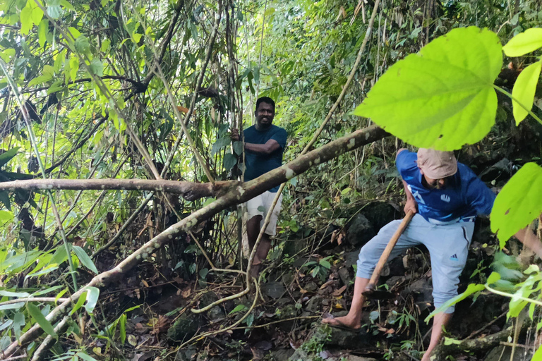 Colombo: Tour delle piantagioni di tè e delle tenute di gomma con pranzo