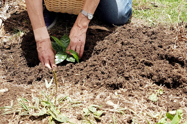 Medellin: La Casa Grande Coffee Hacienda - Coffee Experience