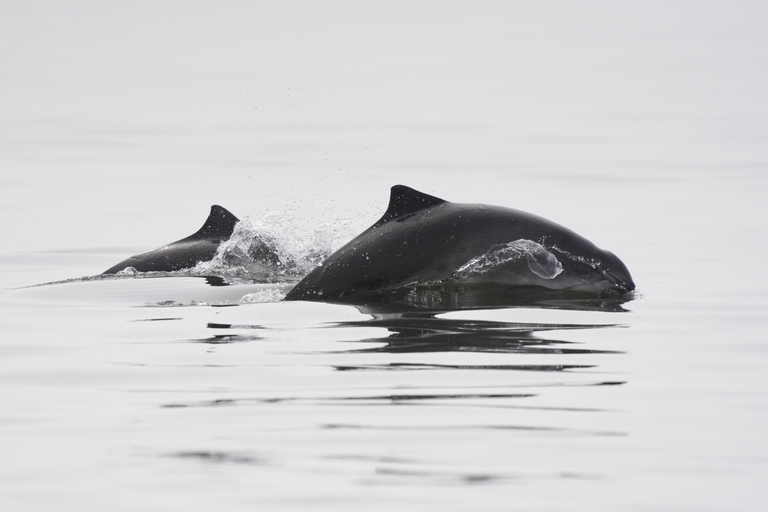 Morro Bay: Whale Watching with Lost Isle Adventures