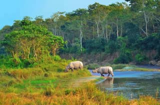 2 Tage Chitwan Dschungel-Safari Tour ab Pokhara/Kathmandu