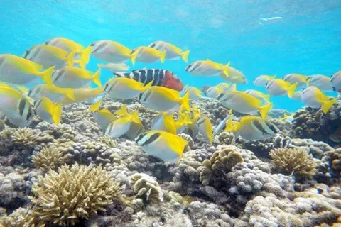 **Aventura no paraíso: Escape para Koh Tao saindo de Samui**