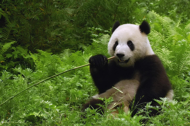 Panda House, Summer Palace, Old Hutongs & Temple of Heaven All-inclusive tour