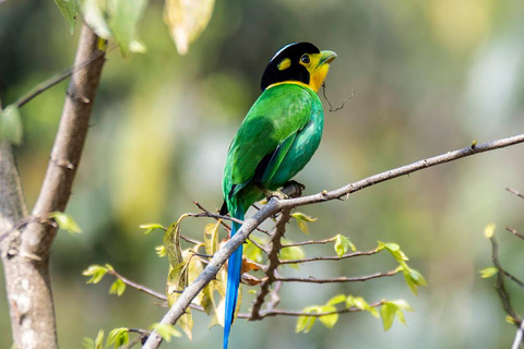 Kathmandu Valley: Bird Watching Tour with Guide