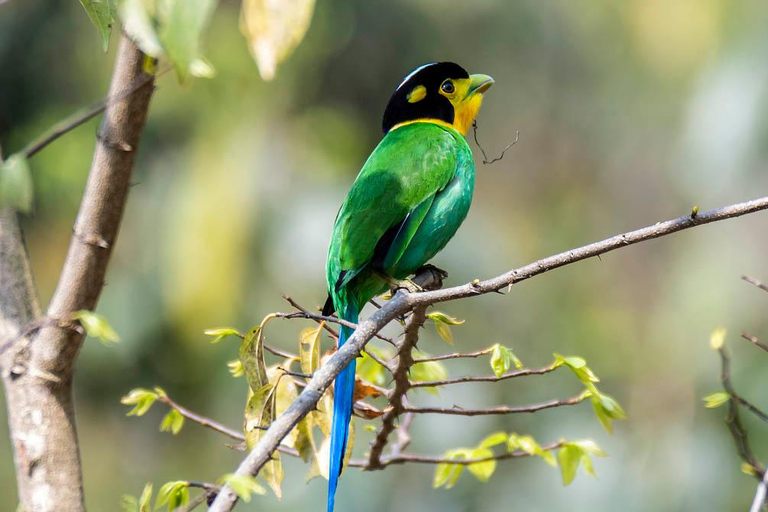 Kathmandu Valley: Bird Watching Tour with Guide