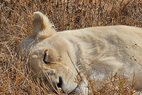 Rhino and Lion Park (Safari) and Cradle (Maropeng Museum) Private Tour