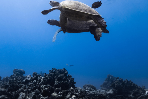 Waikiki : Visite en petit groupe du Turtle Canyon avec masque et tuba