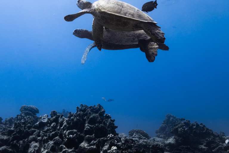 Waikiki : Visite en petit groupe du Turtle Canyon avec masque et tuba