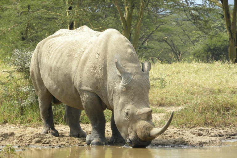 Nairobi: Half Day guided tour to Nairobi National Park