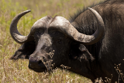 5-Day Mid-Range Group Safari to Tanzania's most famous parks