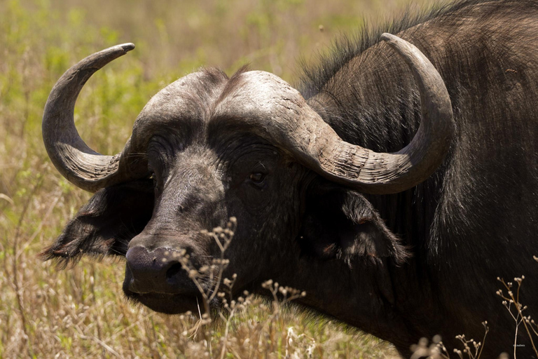 5-Day Mid-Range Group Safari to Tanzania's most famous parks