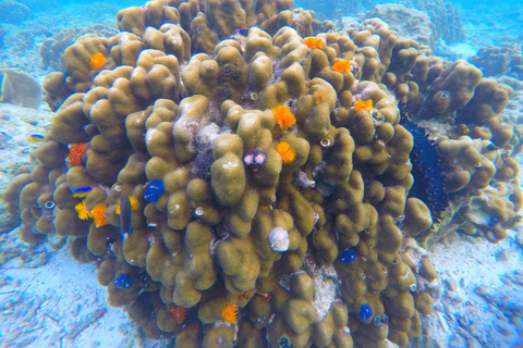 Phi Phi: półdniowa wycieczka z rurką do Phi Phi łodzią LongtailPhi Phi: Półdniowa wycieczka Phi Phi Snorkeling łodzią z długim ogonem