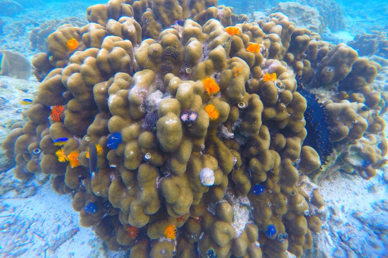 Phi Phi: półdniowa wycieczka z rurką do Phi Phi łodzią LongtailPhi Phi: Półdniowa wycieczka Phi Phi Snorkeling łodzią z długim ogonem