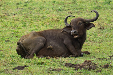 Safari de acampada de varios días por el Serengeti y el Ngorongoro