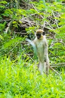 Loterie Farm, Jungle Kids Adventure Park day-entry - Hizvo