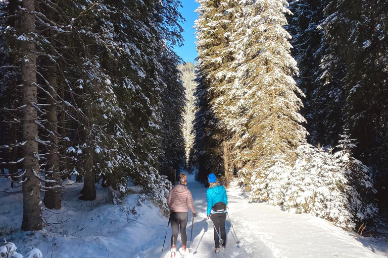 Slovenia: Nordic Backcountry Skiing Adventure Pokljuka: Zajavornik Alpine Meadow